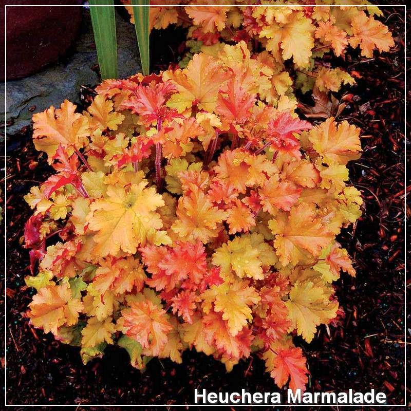 Heuchera Marmalade