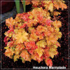 Heuchera Marmalade