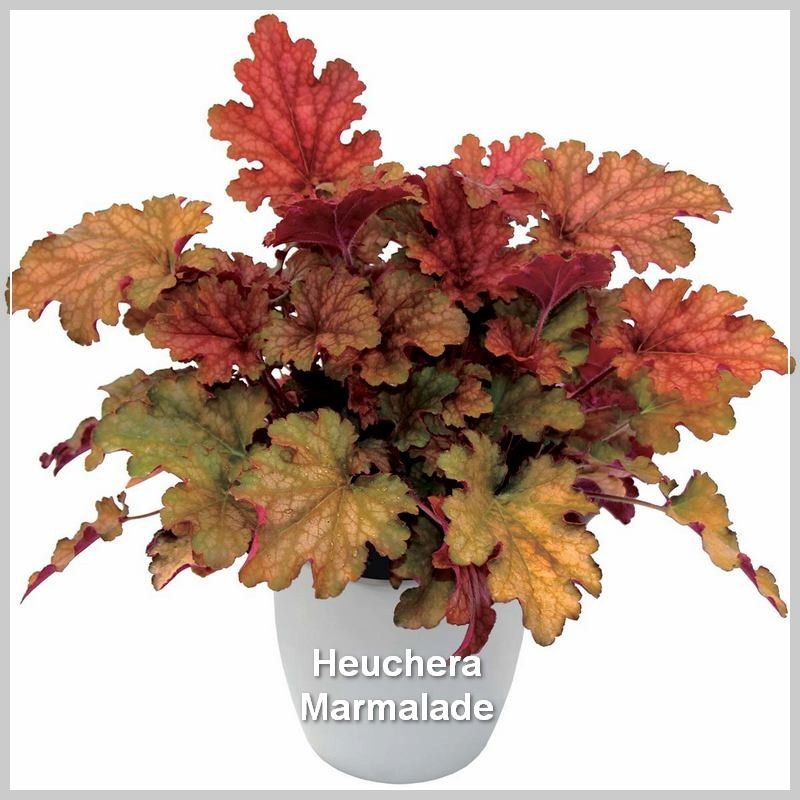 Heuchera Marmalade