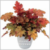 Heuchera Marmalade