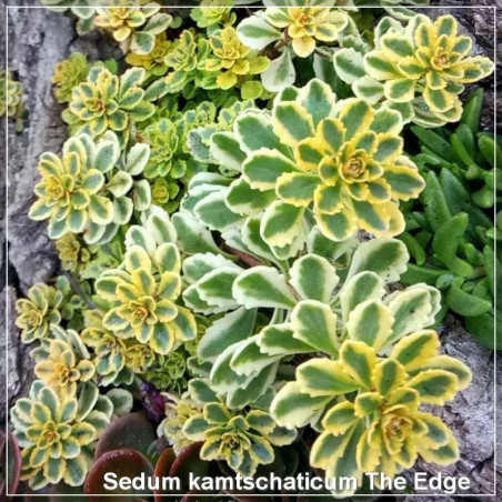 Sedum kamtschaticum The Edge
