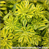 Sedum kamtschaticum The Edge