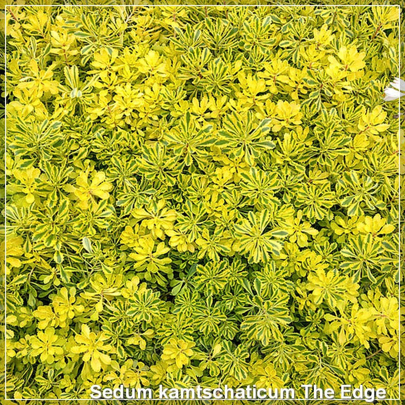 Sedum kamtschaticum The Edge