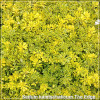 Sedum kamtschaticum The Edge