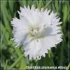Dianthus plumarius Albus G-9
