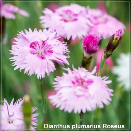 Dianthus plumarius Roseus