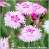 Dianthus plumarius Roseus G-9