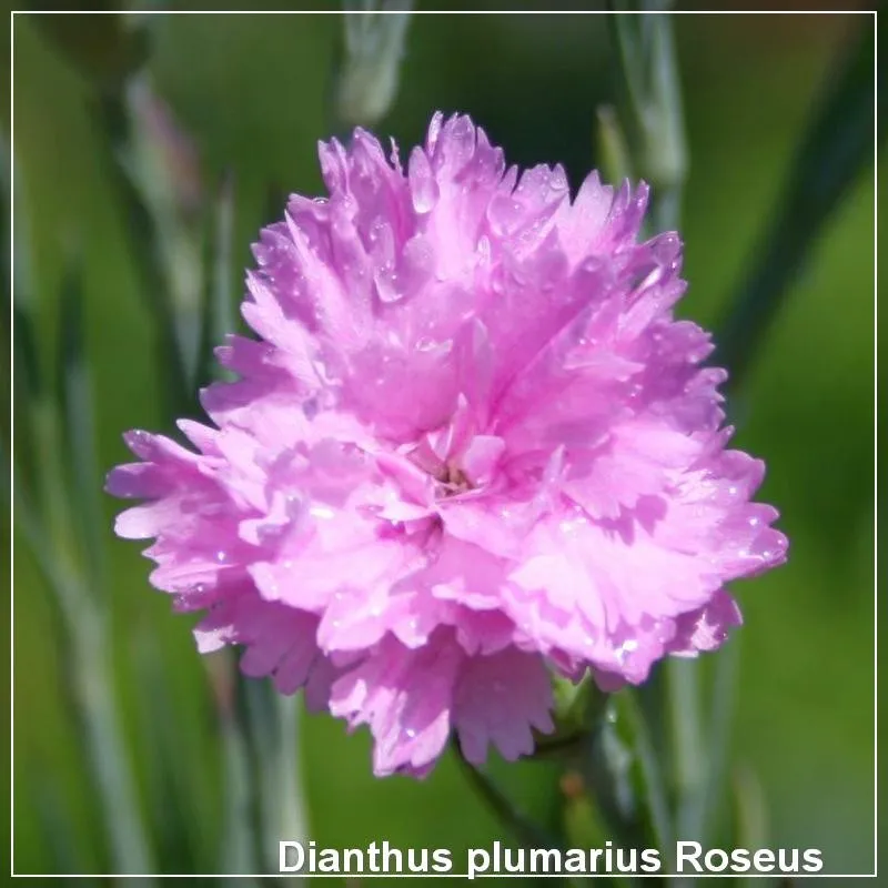 Dianthus plumarius Roseus