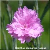 Dianthus plumarius Roseus