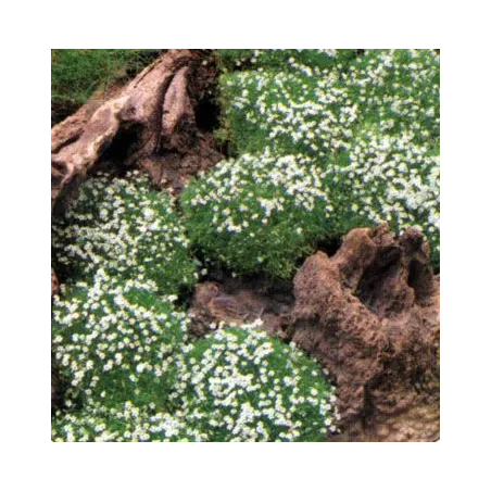Sagina subulata