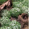 Sagina subulata – Mușchi scoțian