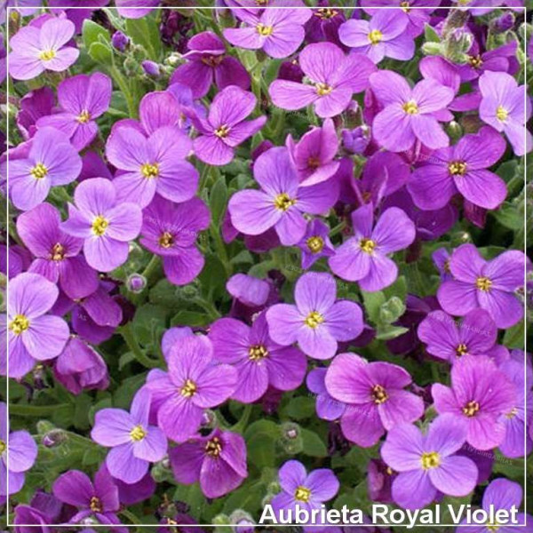 Aubrieta Royal Violet