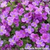Aubrieta Royal Violet
