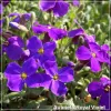 Aubrieta Royal Violet