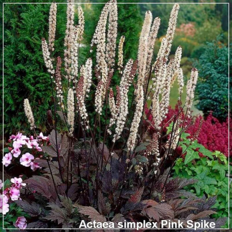 Actaea Pink Spike
