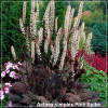 Actaea Pink Spike