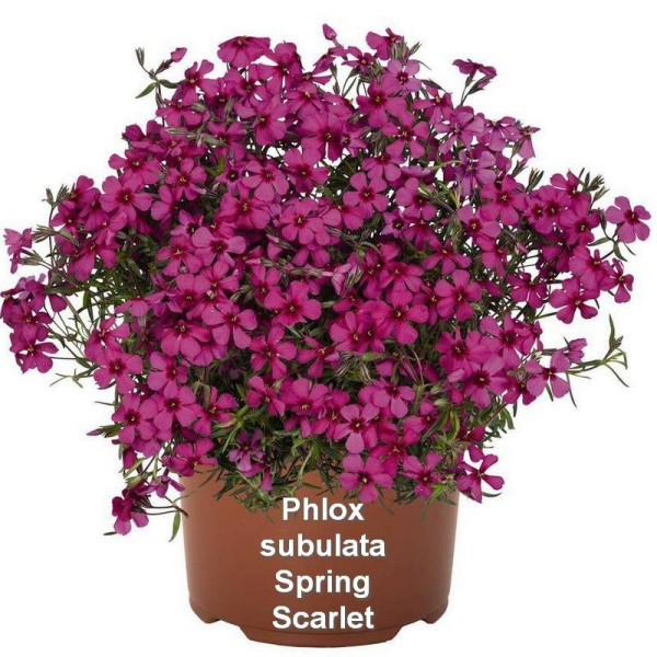 Phlox subulata Spring Scarlet