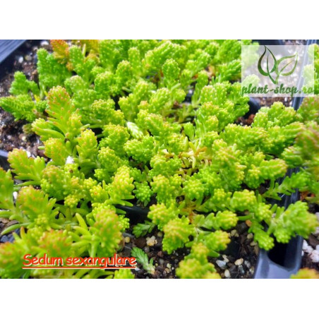 Sedum sexangulare