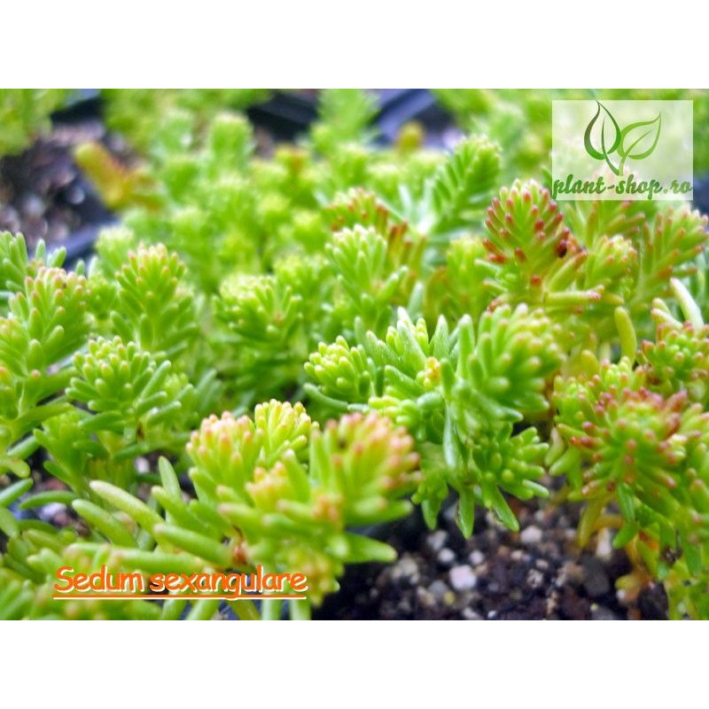 Sedum sexangulare