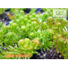 Sedum sexangulare