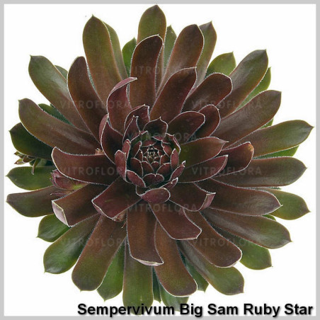 Sempervivum Big Sam Ruby Star