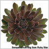Sempervivum Big Sam Ruby Star