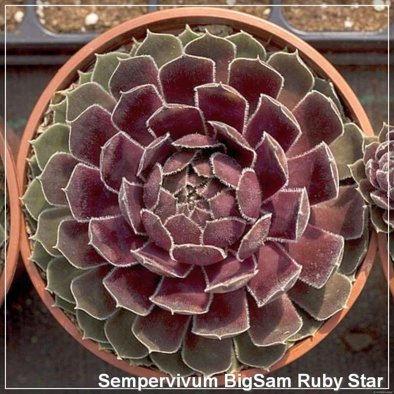 Sempervivum Big Sam Ruby Star