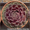Sempervivum Big Sam Ruby Star