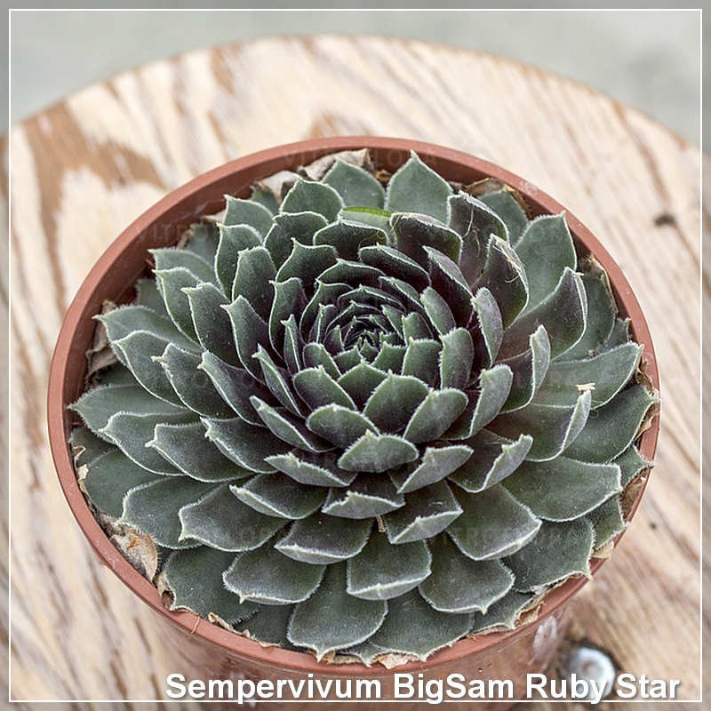 Sempervivum Big Sam Ruby Star