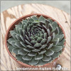 Sempervivum Big Sam Ruby Star
