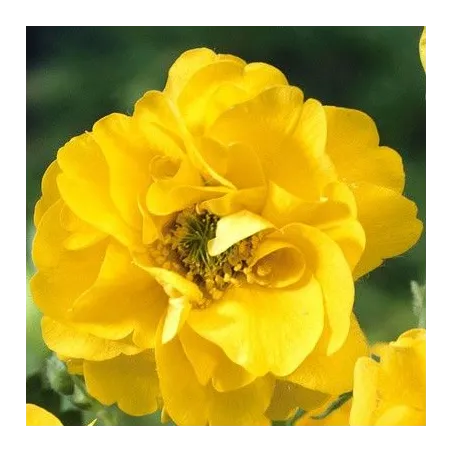 Geum hybrida Goldball Lady Stratheden