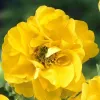 Geum hybrida Goldball Lady Stratheden