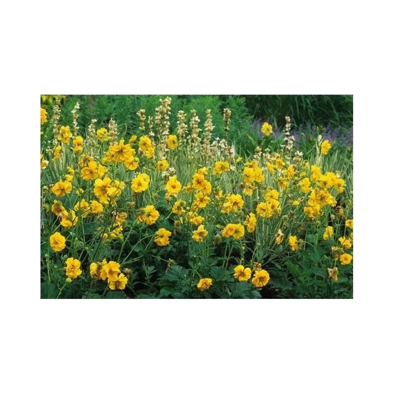 Geum hybrida Goldball Lady Stratheden