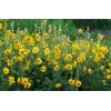 Geum hybrida Goldball Lady Stratheden