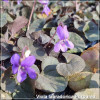 Viola labradorica Purpurea