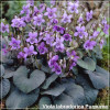Viola labradorica Purpurea