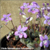 Viola labradorica Purpurea