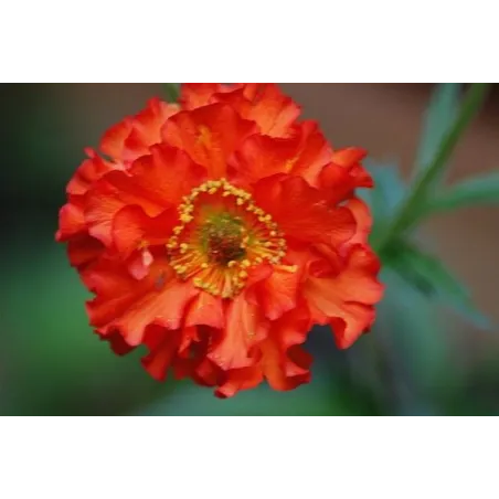 Geum hybrida 'Feuerball Mrs Bradshaw' 