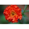 Geum hybrida 'Feuerball Mrs Bradshaw' 