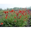 Geum hybrida 'Feuerball Mrs Bradshaw' 