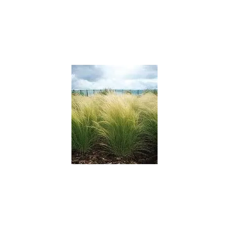 Stipa tenuissima pony tails