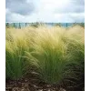 Stipa tenuissima pony tails