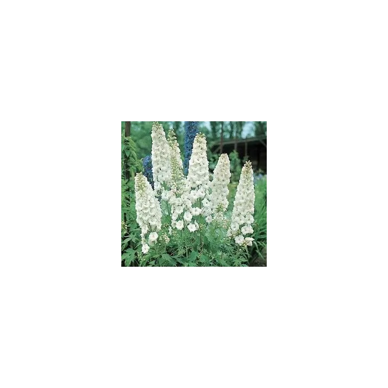 Delphinium x cultorum 'Pacific Giants Galahad'