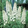 Delphinium x cultorum 'Pacific Giants Galahad'