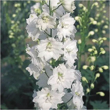 Delphinium x cultorum 'Pacific Giants Galahad'