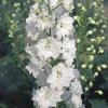 Delphinium x cultorum 'Pacific Giants Galahad'