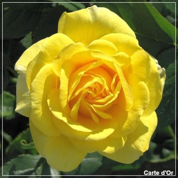 Trandafir floribunda Meilland Carte d'Or
