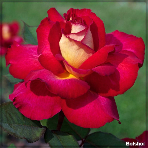 Trandafir grandiflora Meilland Bolshoi