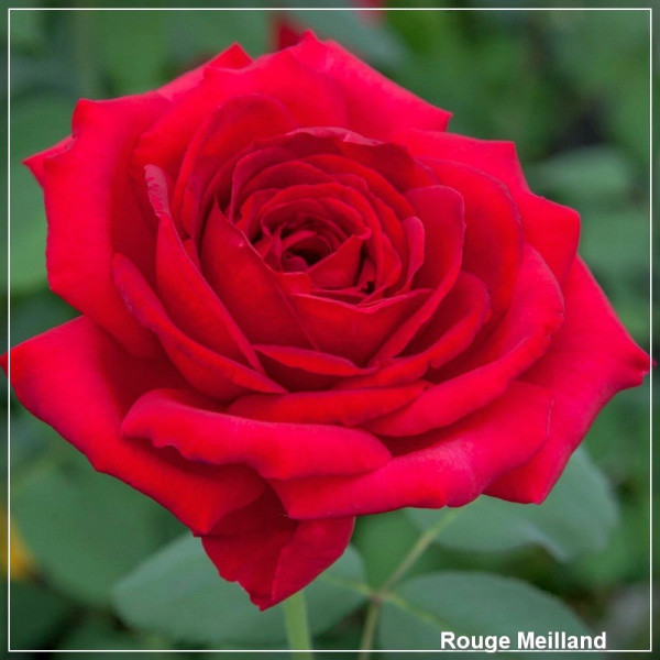 Trandafir grandiflora Rouge Meilland