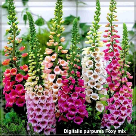 Digitalis Foxy Mix